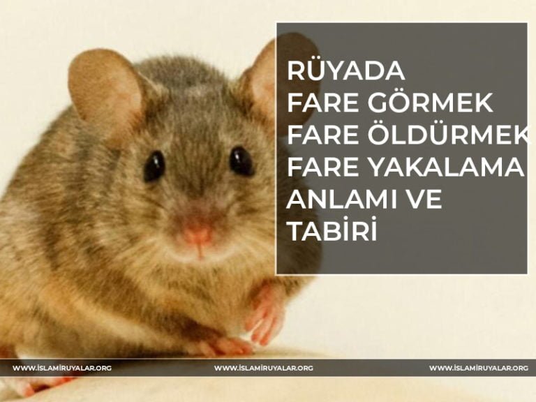 Rüyada Fare Görmek Rüya Tabirleri - İslami Rüya Tabirleri, Diyanet, İhya
