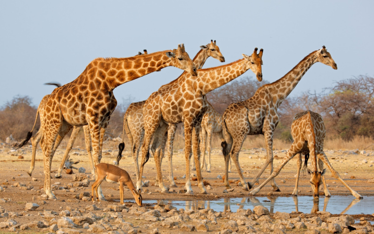 Rüyada Zürafa Sürüsü Görmek
