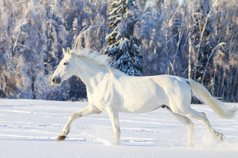 Rüyada Beyaz At Görmek